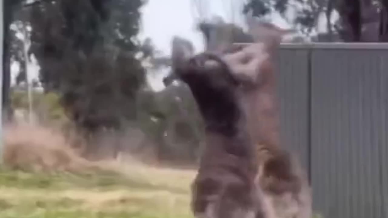 Funny Animals Doing Human Things