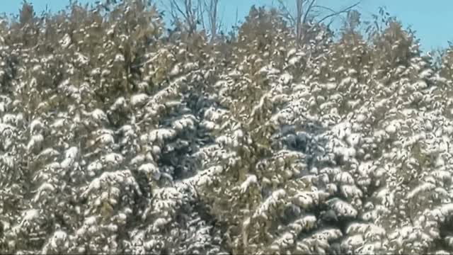 Frosted Trees Natures Beauty