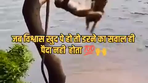 Tiger vs Monkey amazing scene | Hunter scene of tiger and monkey #tiger #monkeyvideo #monkey