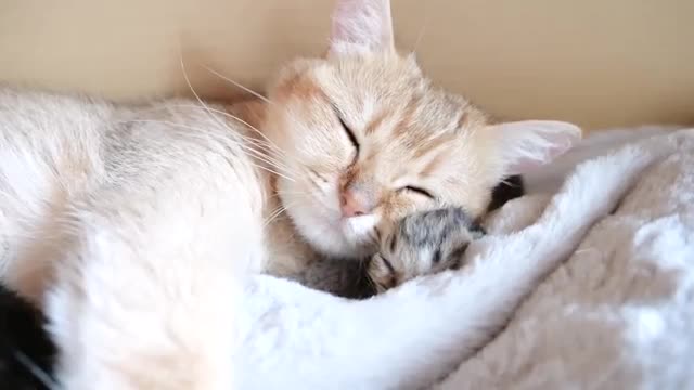 Mother cat sleeps surrounded by baby kittens