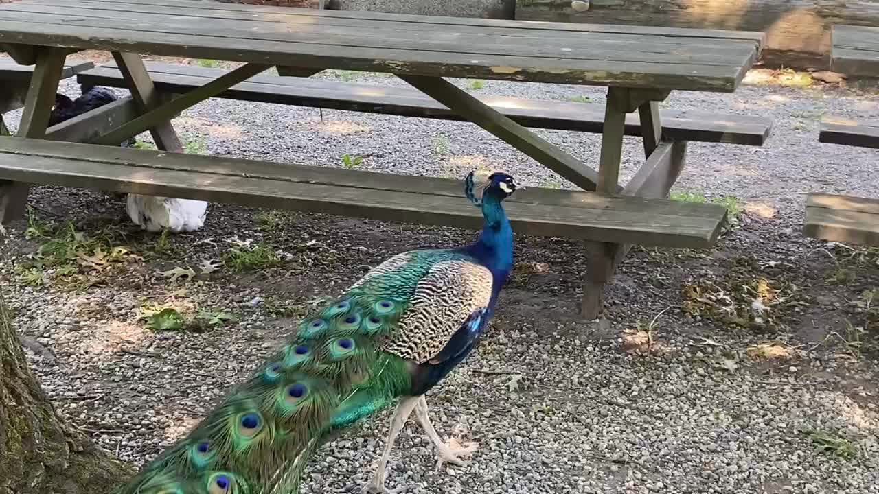 Beautiful peacock in a park in Vancouver Canada