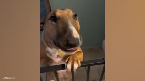 Funny dogs refuses to take bath🤣🤣🤣