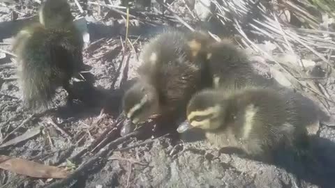 Ducklings 1