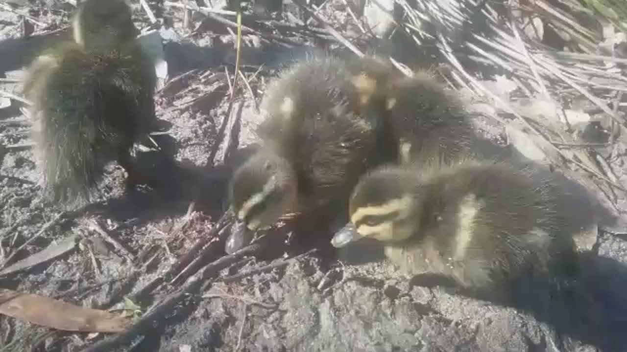 Ducklings 1