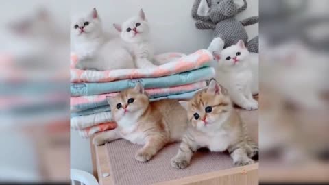 Cute Funny Cat Video 2021 #19