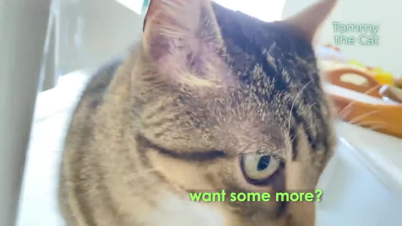 Cat does not like being told ''no''