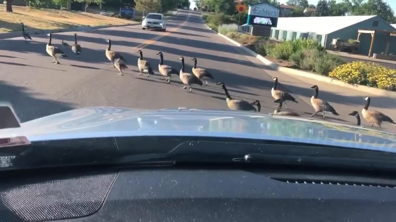 July 3, 2020 - A Long Parade of Geese Stops Traffic