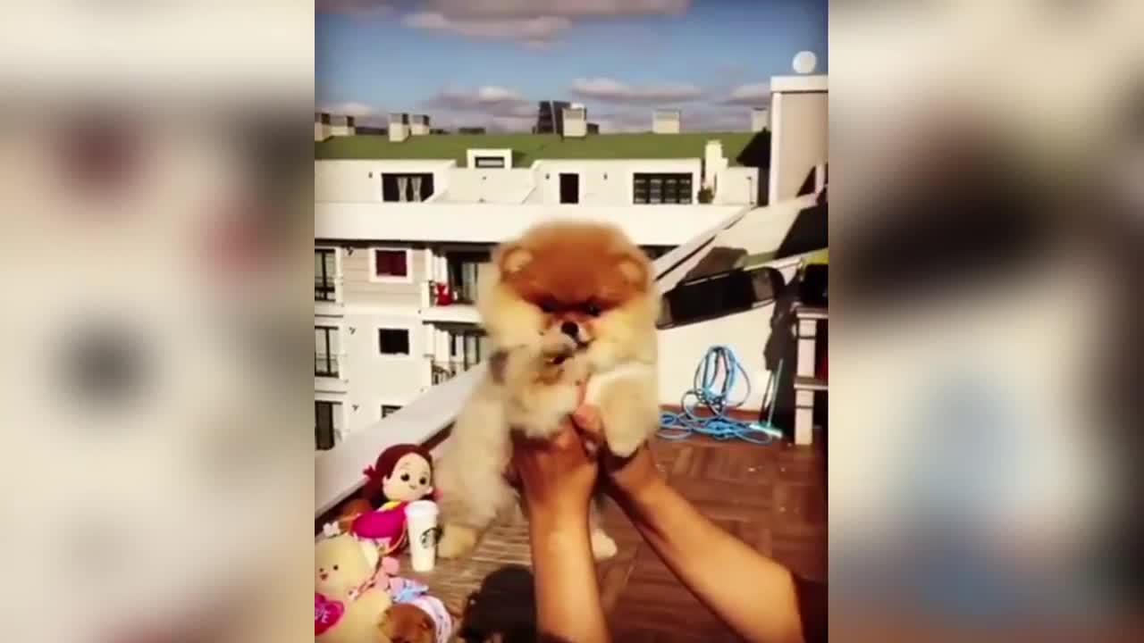 Cute Pomeranian Puppies Videos