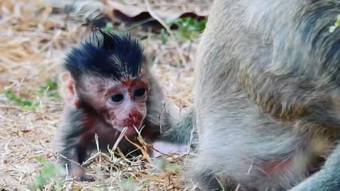 Tiny Baby monkey Super cry angry mom Drag fast |