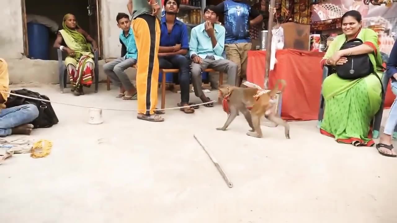 funny indian Monkey dance