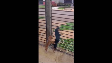 funny cats
