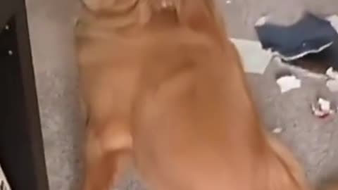 See the moment of dog reactions