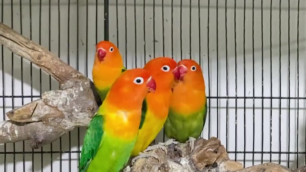 Lovebird Parrots beautiful view