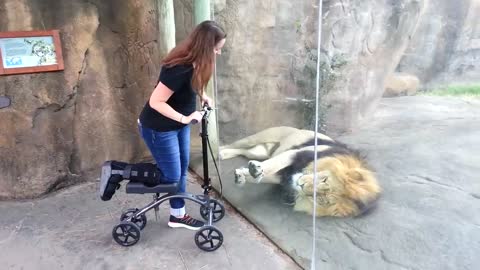 This lion Really wants her scooter