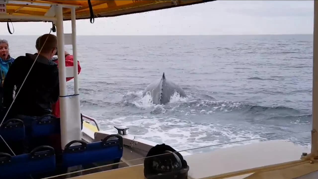 Whale jumps out of nowhere | HQ