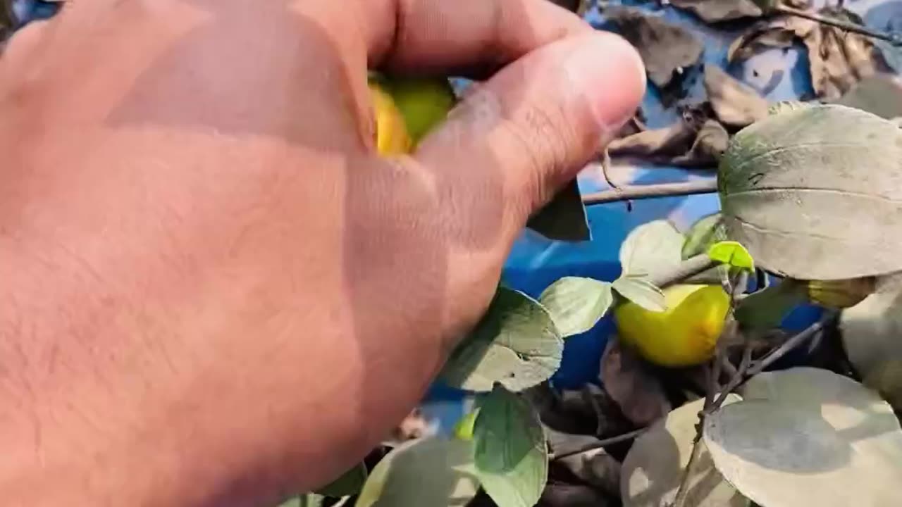 Jujube Fruits tree #fruits #rumble #video #vlog