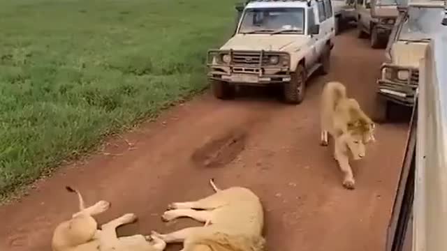 Lions blocking the road in Tanzania