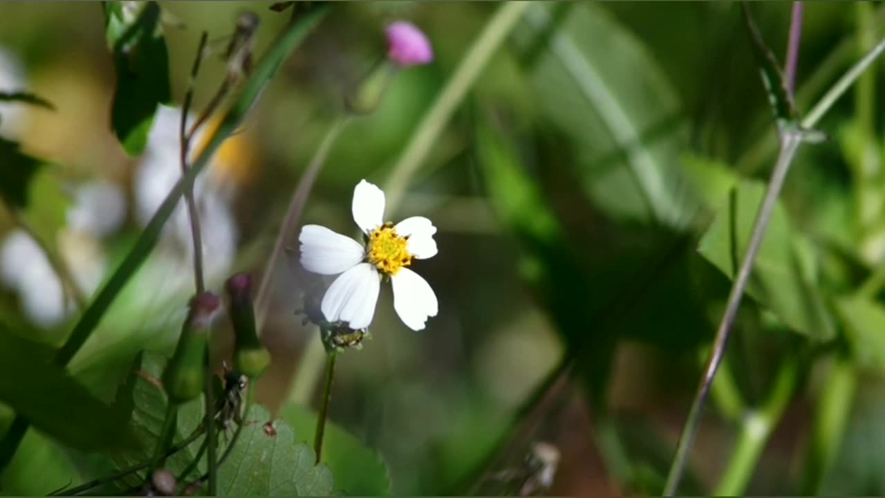 Honey Bees Pollination