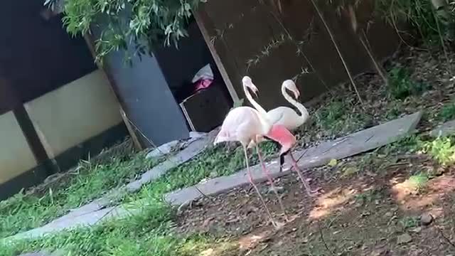 2 Flamingos