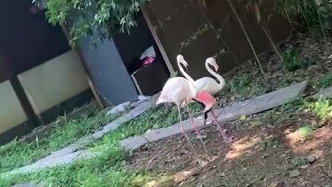 2 Flamingos