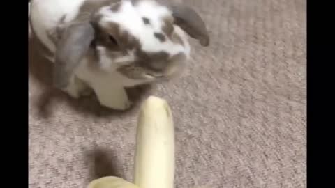 @funny Animals@,dog video,cat video,bast funny animals vedeo+11