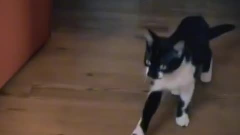 Funny cats