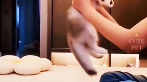 Funny Cats..! #Shortvideo