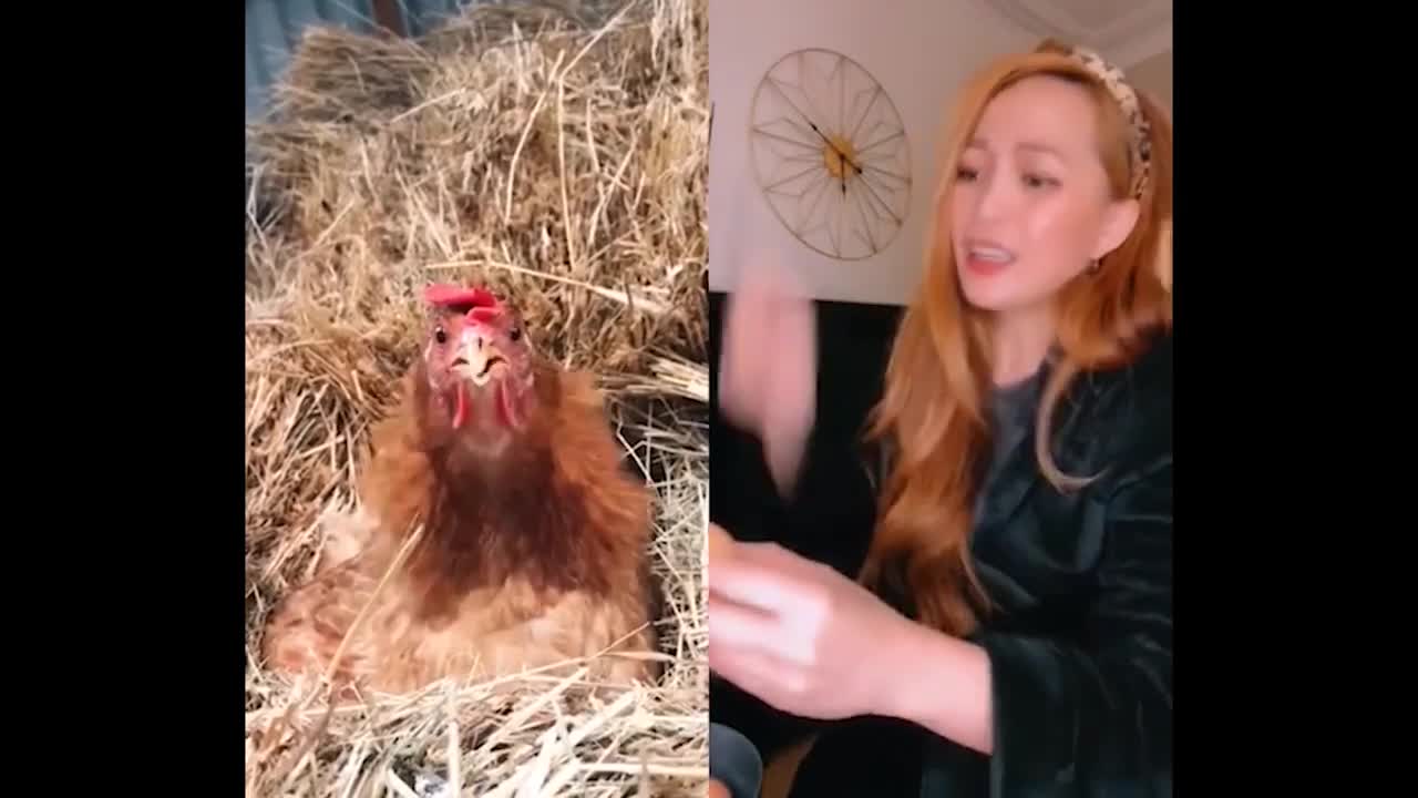 Funny chicken video 😂😂 and beautiful 🐕🐕