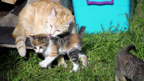Cute tabby kitten playing with her mother .