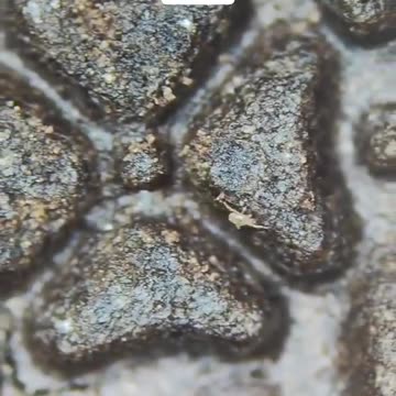 Does anyone eat Oreos after seeing this?