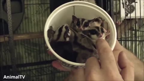 SUGAR GLIDERS Flying - Funny & Cute Compilation