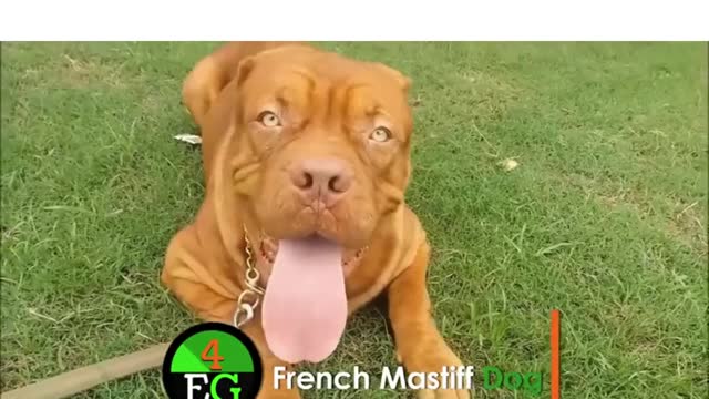 world ranking #08 expensive dogs - French mastiff #shorts