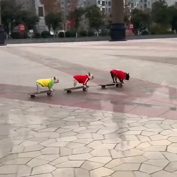 French Bulldogs Skating