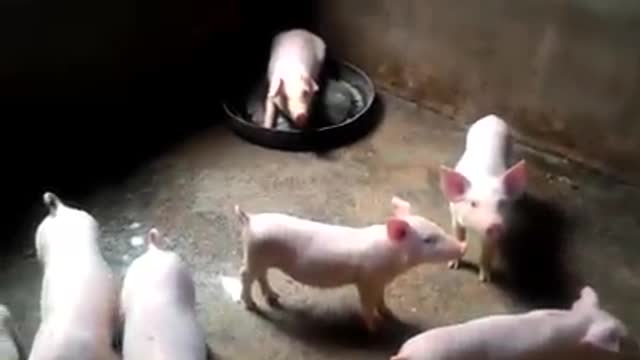 Cute pigs - Cute pigs 50 days old