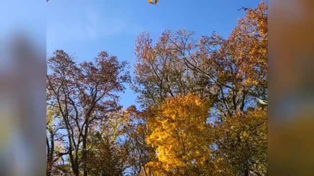 Look Up! It's Fall!