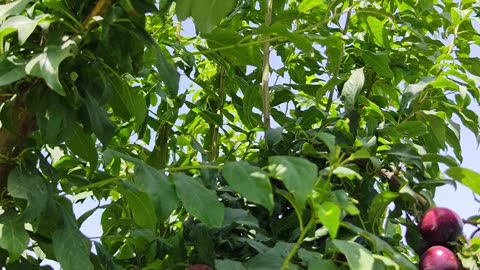 Bird's Sound in a Fruit Garden #relaxation #naturesounds