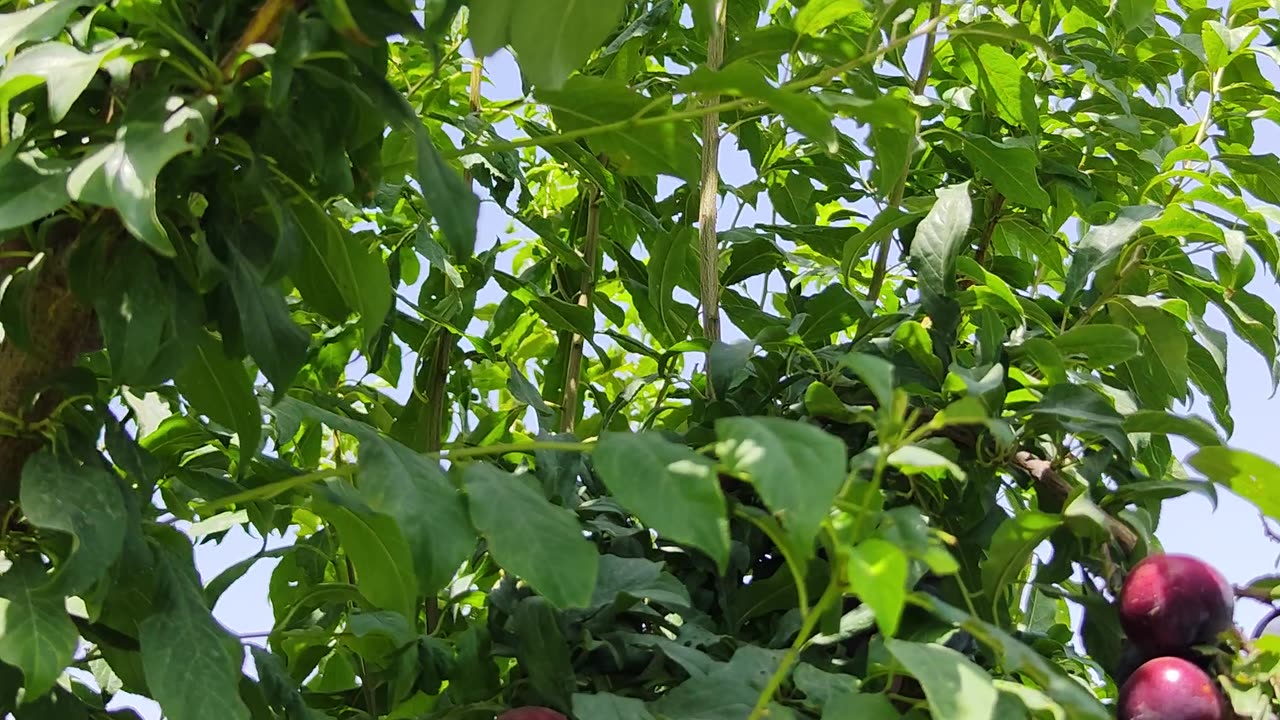 Bird's Sound in a Fruit Garden #relaxation #naturesounds