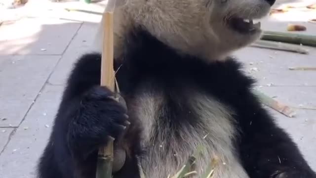 Pandas eat bamboo and skin it