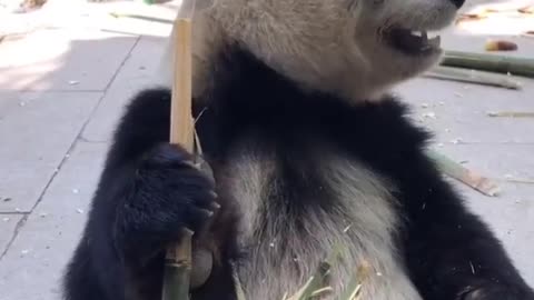 Pandas eat bamboo and skin it