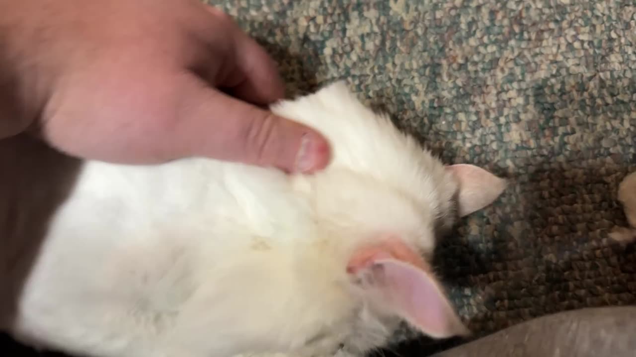 Dad Comforting His Cat During a Seizure.