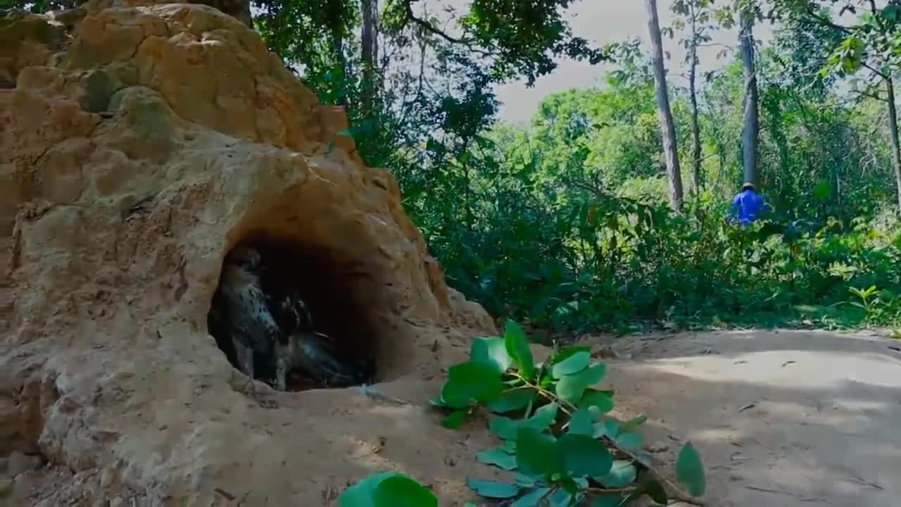 Eagle VS python