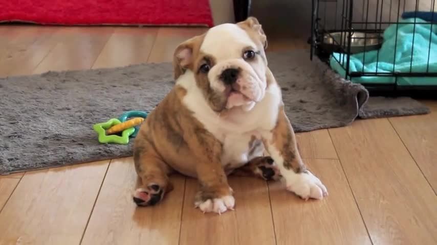 9.5 week old english bulldog puppy winslow drinking water and drooling big time