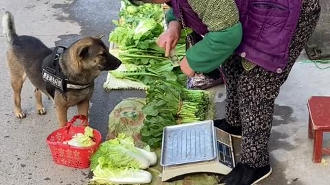 Pet grocery shopping