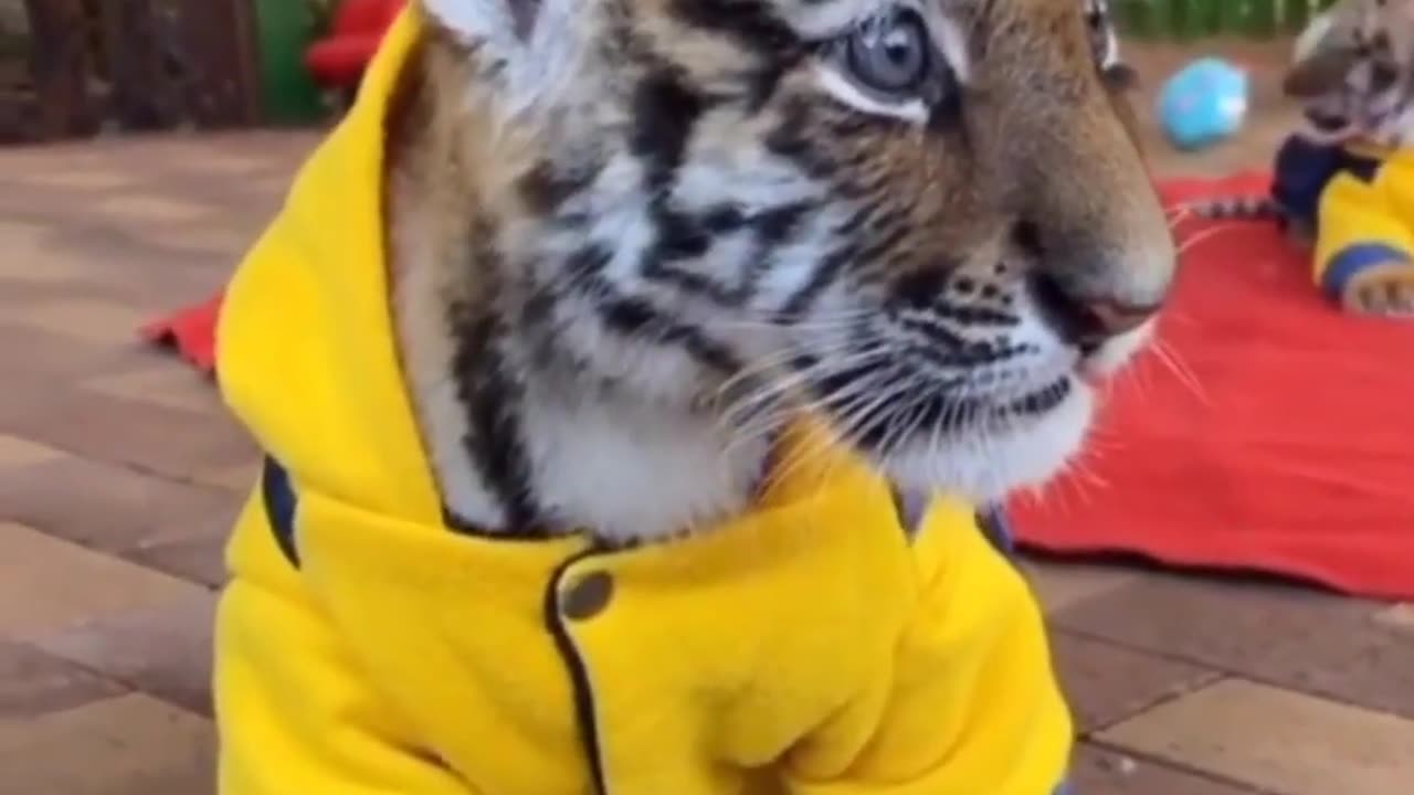 Cute Tiger cub | BEWATCH i