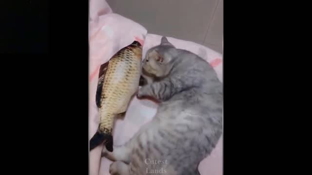 Cat trying to eat cute baby fish