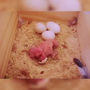 Periquitos filhotes - Peter e Pietra - 2006