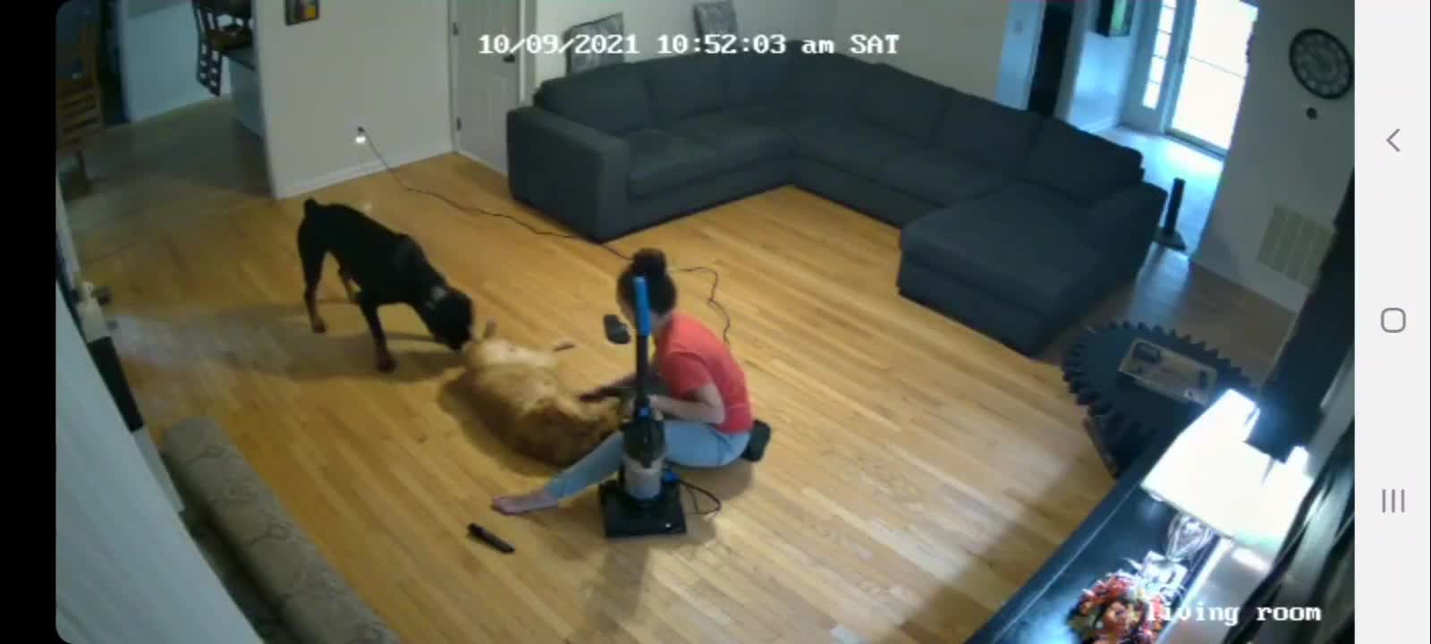 Dog "Saves" Friend From Grooming