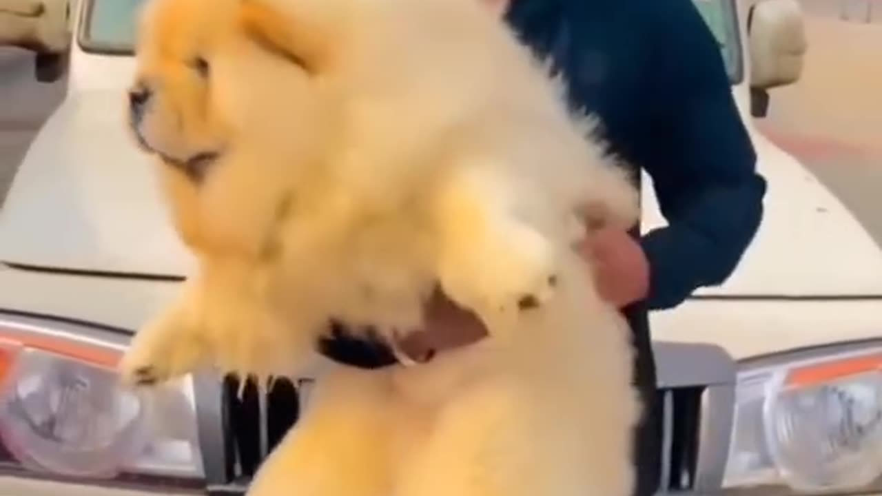 World healthest CHOW CHOW DOG