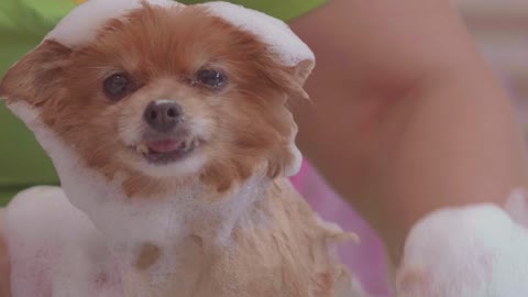 Bathing a small and calm dog