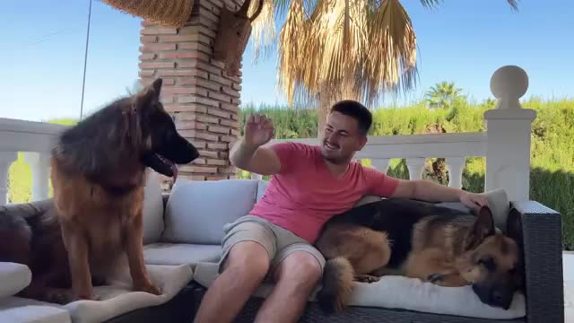 The Puppy is Jealous when I hug another German Shepherd